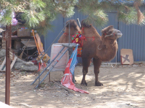 Camel.